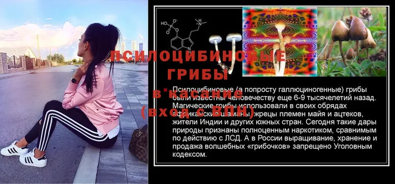 наркошоп  Азов  MEGA зеркало  Псилоцибиновые грибы Cubensis 